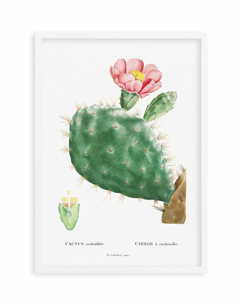 Cactus Flower Vintage Poster Art Print