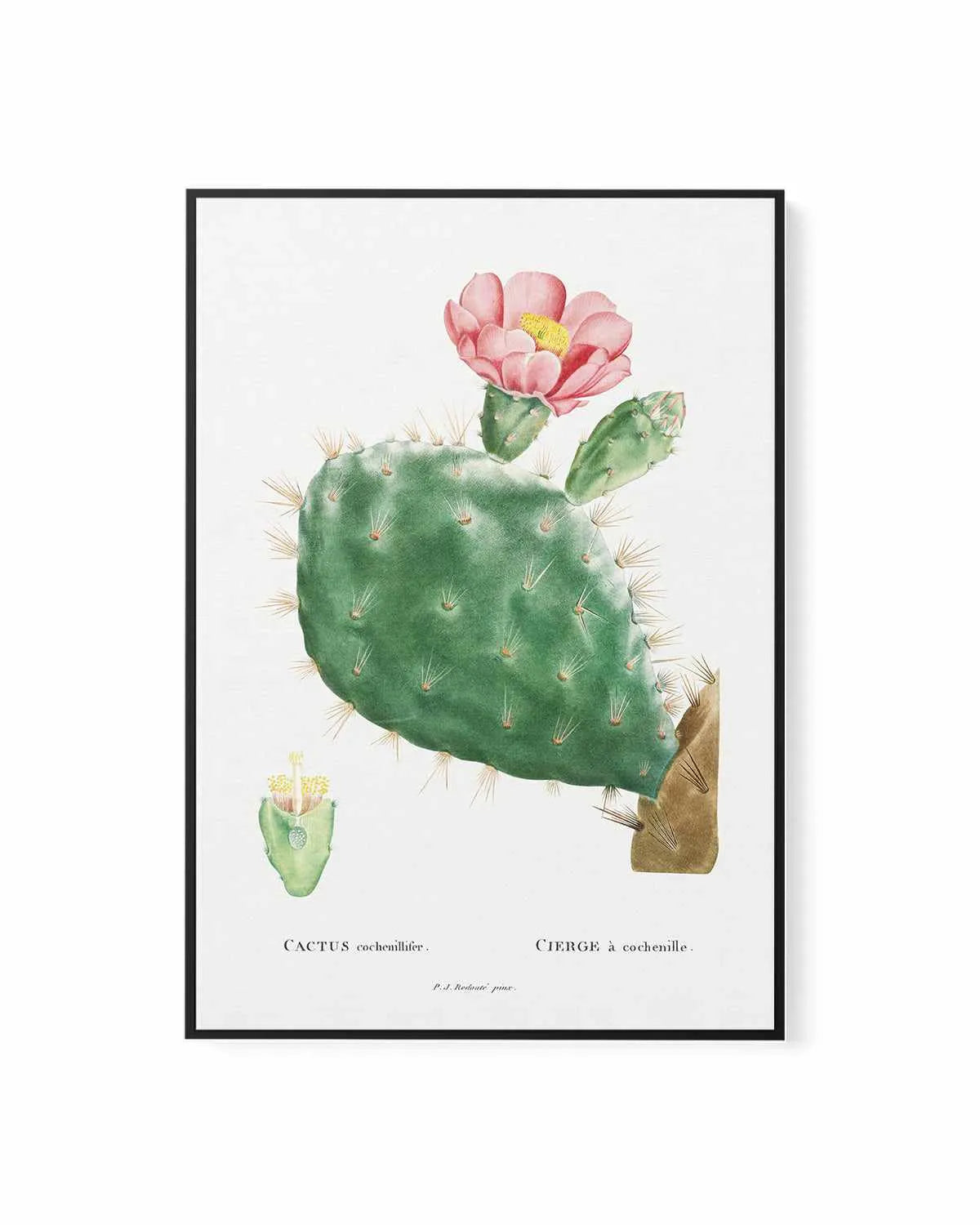 Cactus Flower Vintage Poster | Framed Canvas Art Print from Olive et Oriel where you can shop wallpaper and artworks online