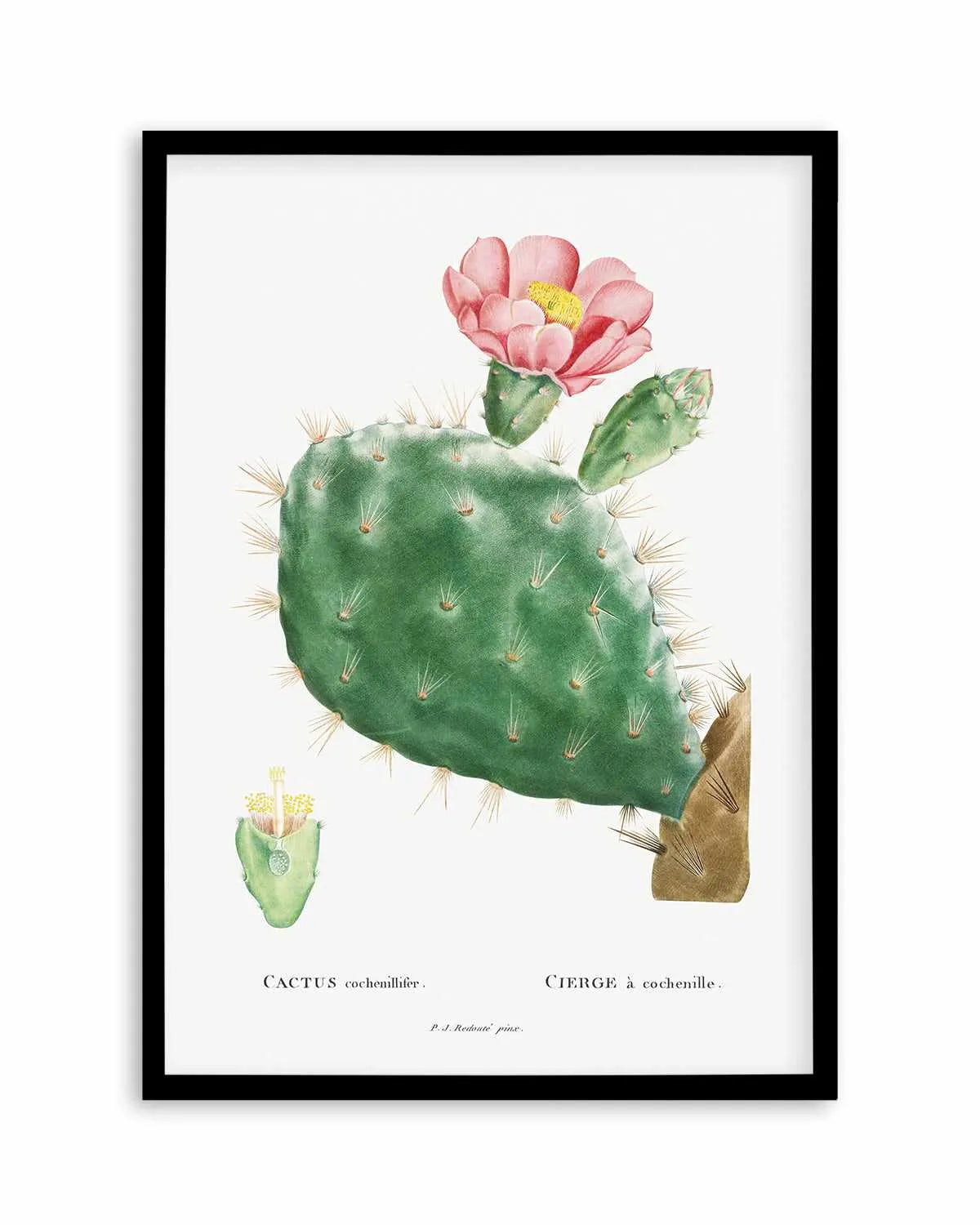 Cactus Flower Vintage Poster Art Print from Olive et Oriel where you can shop wallpaper and artworks online