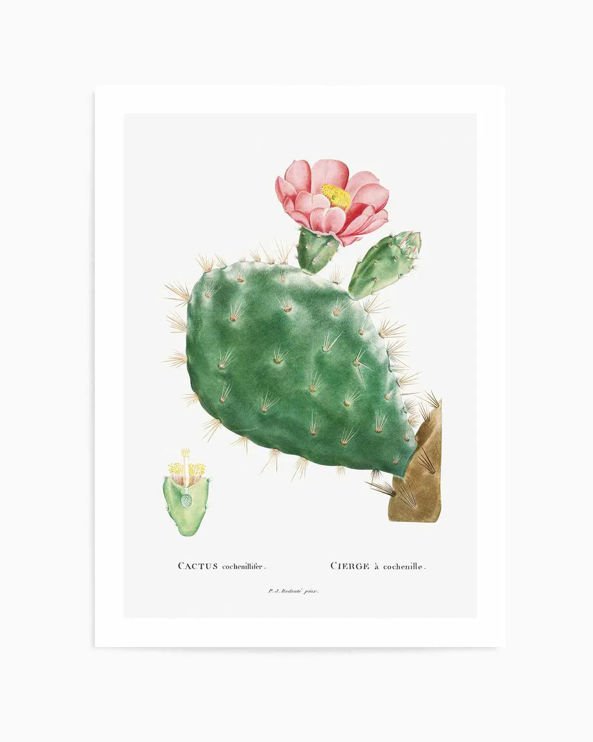 Cactus Flower Vintage Poster Art Print from Olive et Oriel where you can shop wallpaper and artworks online