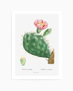 Cactus Flower Vintage Poster Art Print