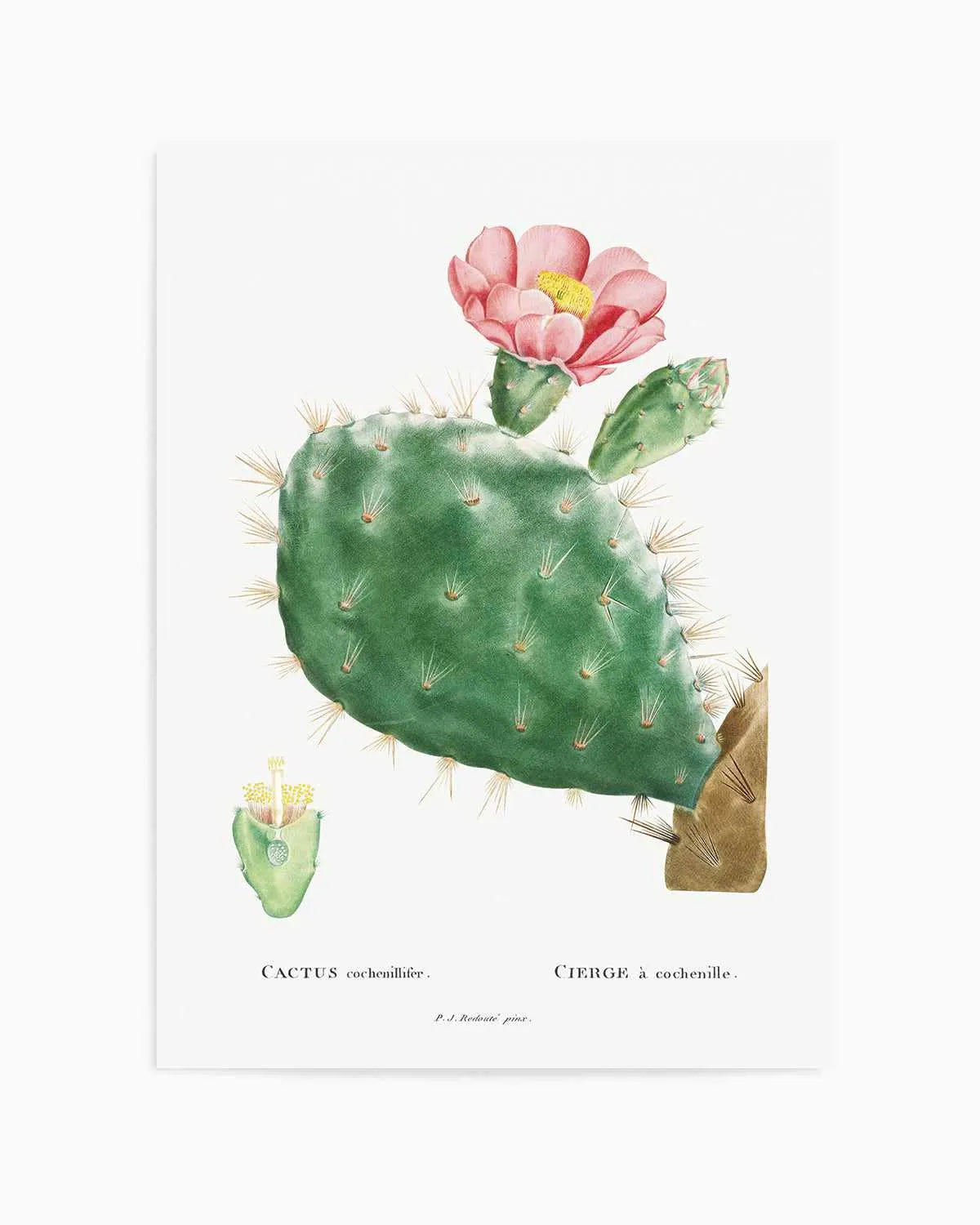 Cactus Flower Vintage Poster Art Print from Olive et Oriel where you can shop wallpaper and artworks online