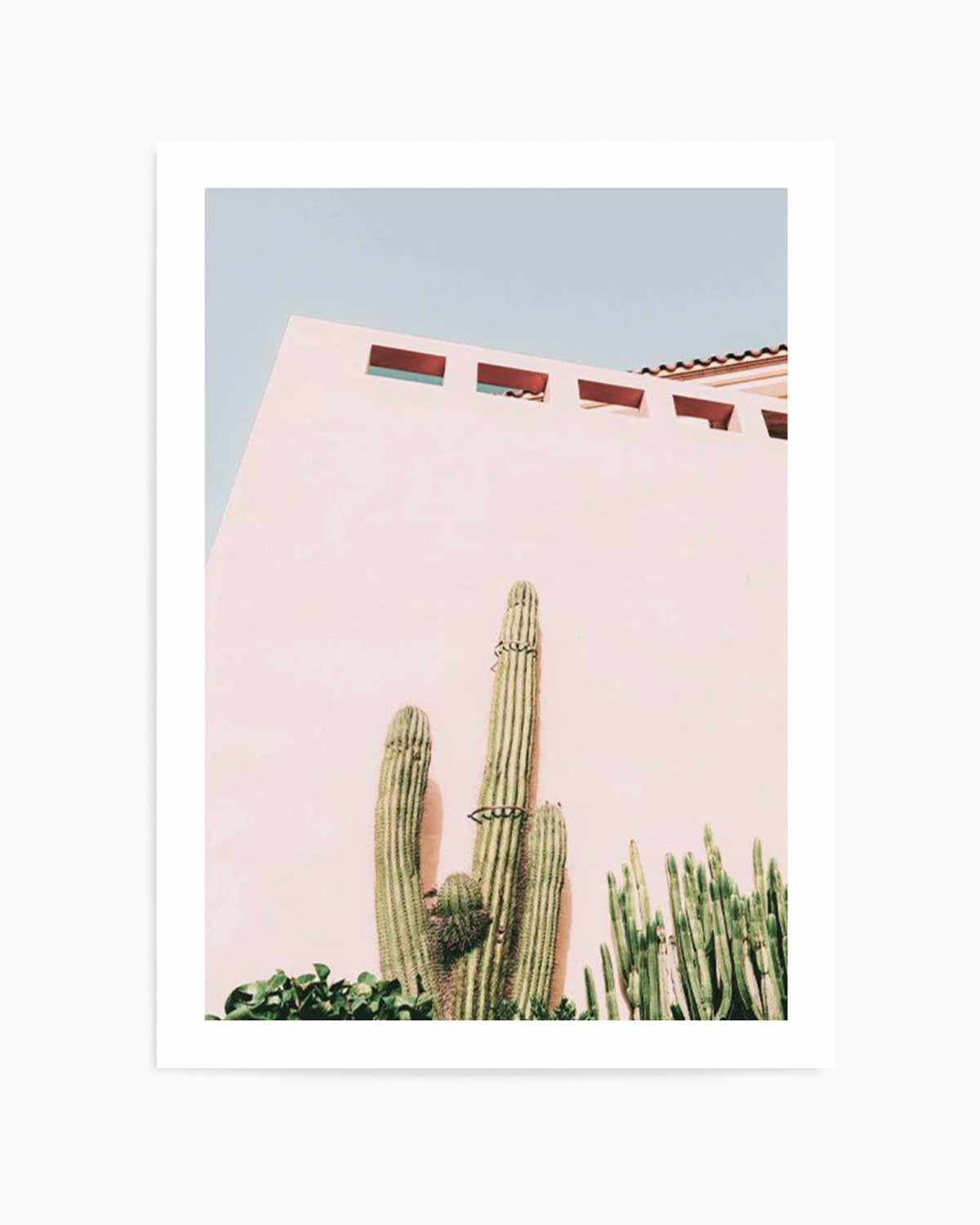 Cactus Wall I Art Print