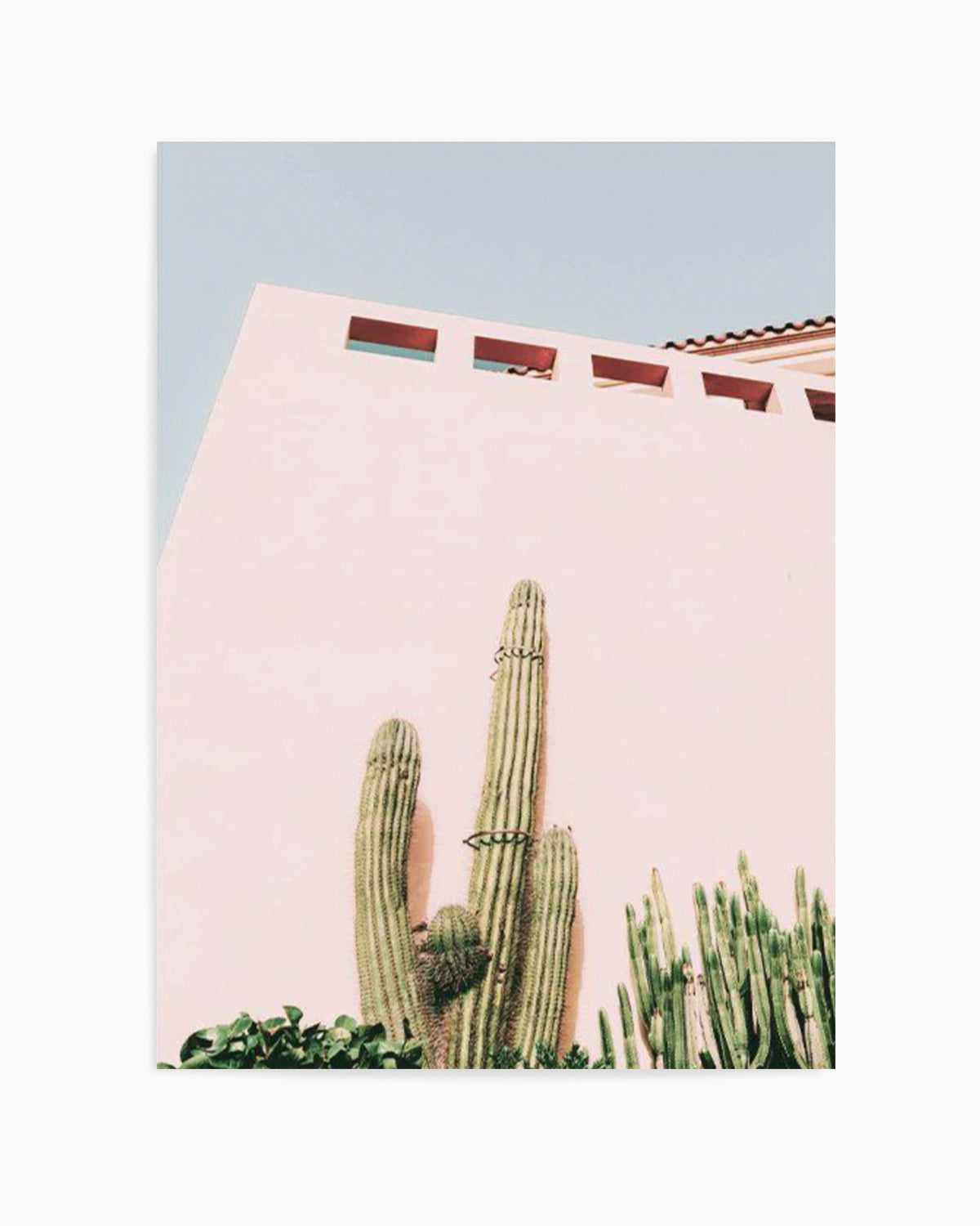 Cactus Wall I Art Print