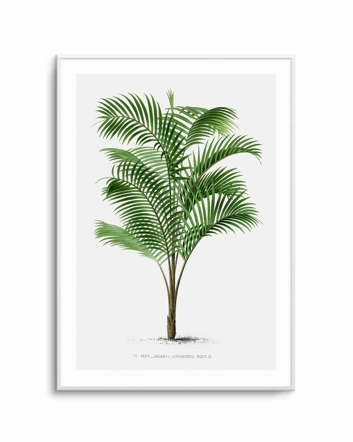 Calamus Asperrimus Vintage Palm Poster Art Print