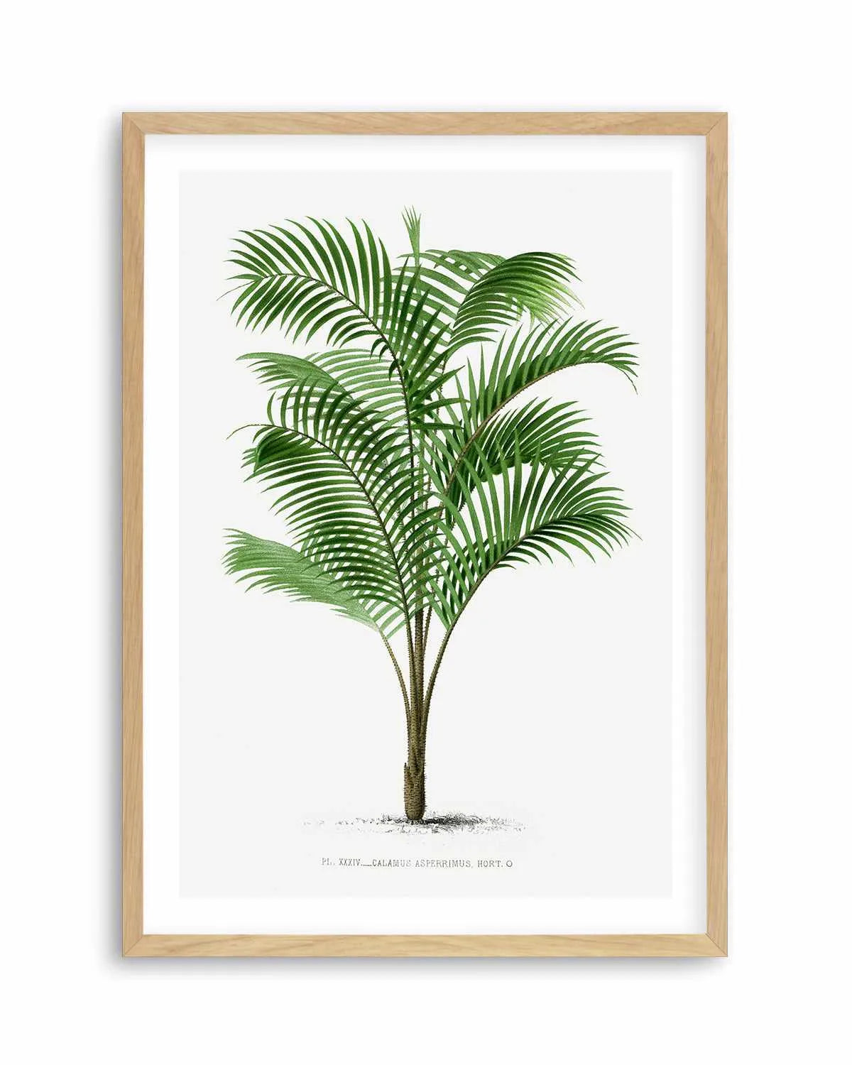 Calamus Asperrimus Vintage Palm Poster Art Print from Olive et Oriel where you can shop wallpaper and artworks online