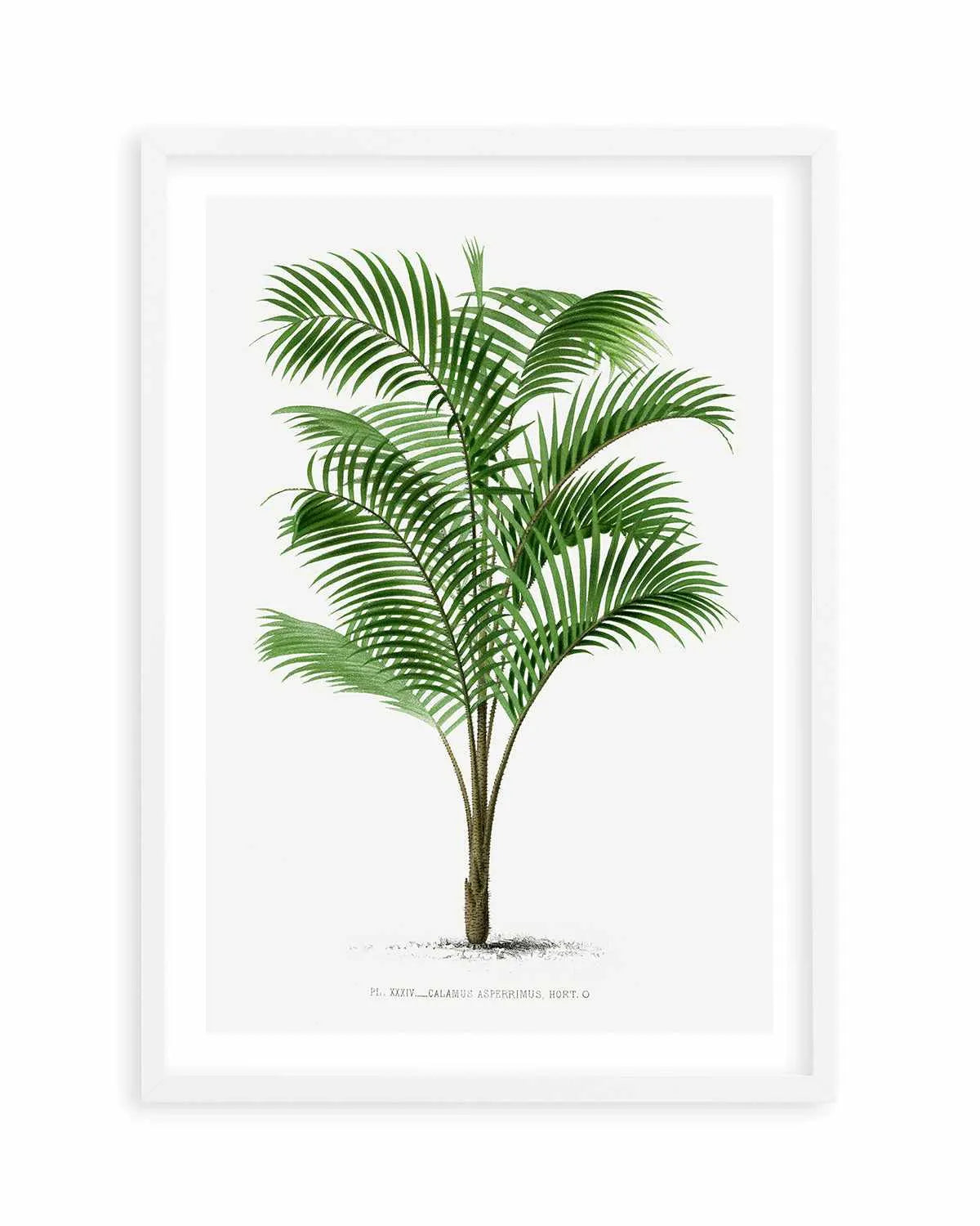 Calamus Asperrimus Vintage Palm Poster Art Print from Olive et Oriel where you can shop wallpaper and artworks online