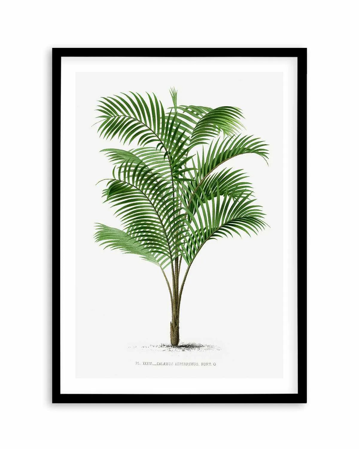 Calamus Asperrimus Vintage Palm Poster Art Print from Olive et Oriel where you can shop wallpaper and artworks online