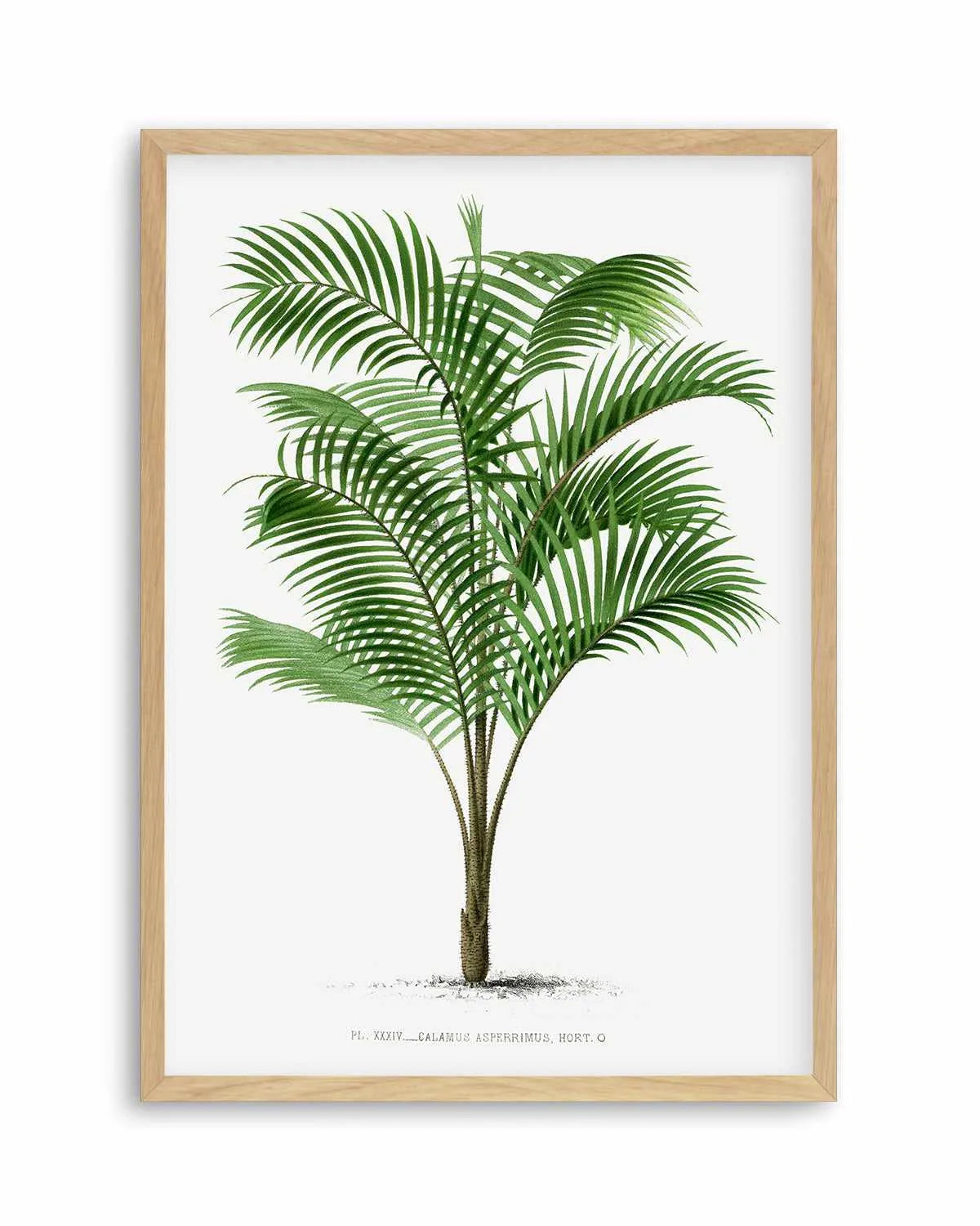 Calamus Asperrimus Vintage Palm Poster Art Print from Olive et Oriel where you can shop wallpaper and artworks online