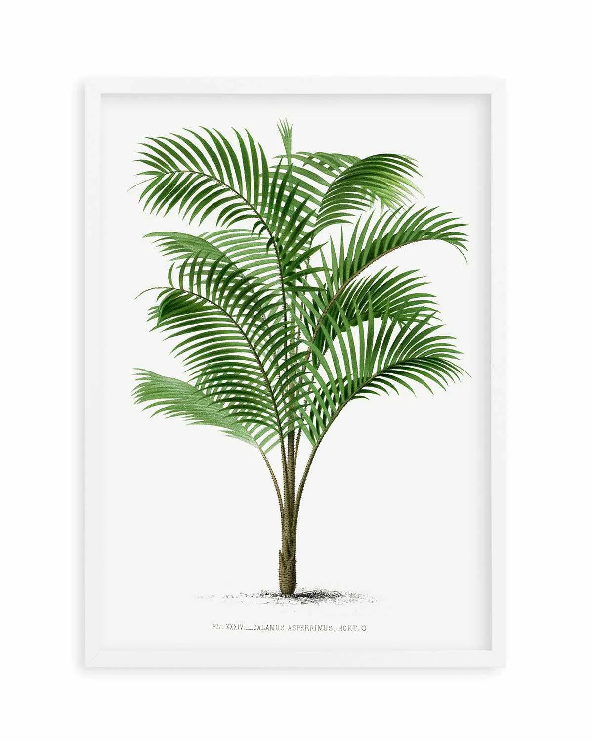 Calamus Asperrimus Vintage Palm Poster Art Print from Olive et Oriel where you can shop wallpaper and artworks online