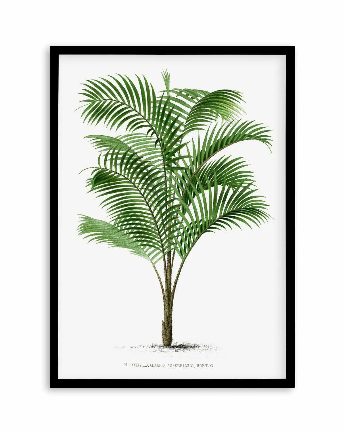 Calamus Asperrimus Vintage Palm Poster Art Print from Olive et Oriel where you can shop wallpaper and artworks online