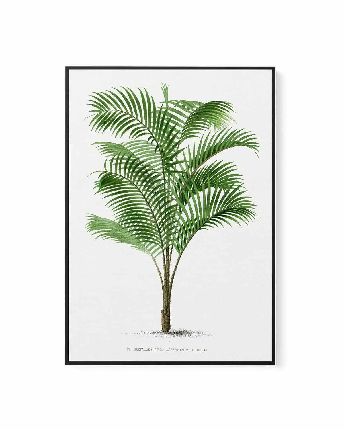 Calamus Asperrimus Vintage Palm Poster | Framed Canvas Art Print from Olive et Oriel where you can shop wallpaper and artworks online
