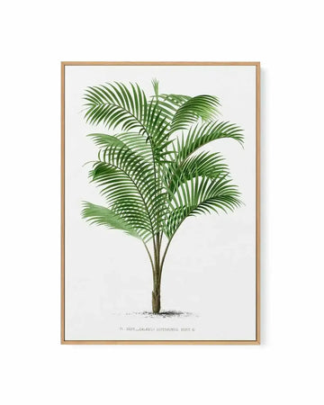 Calamus Asperrimus Vintage Palm Poster | Framed Canvas Art Print from Olive et Oriel where you can shop wallpaper and artworks online