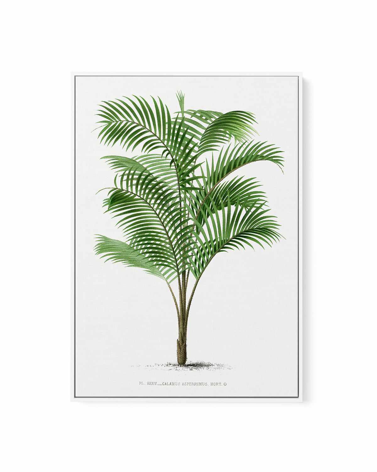 Calamus Asperrimus Vintage Palm Poster | Framed Canvas Art Print