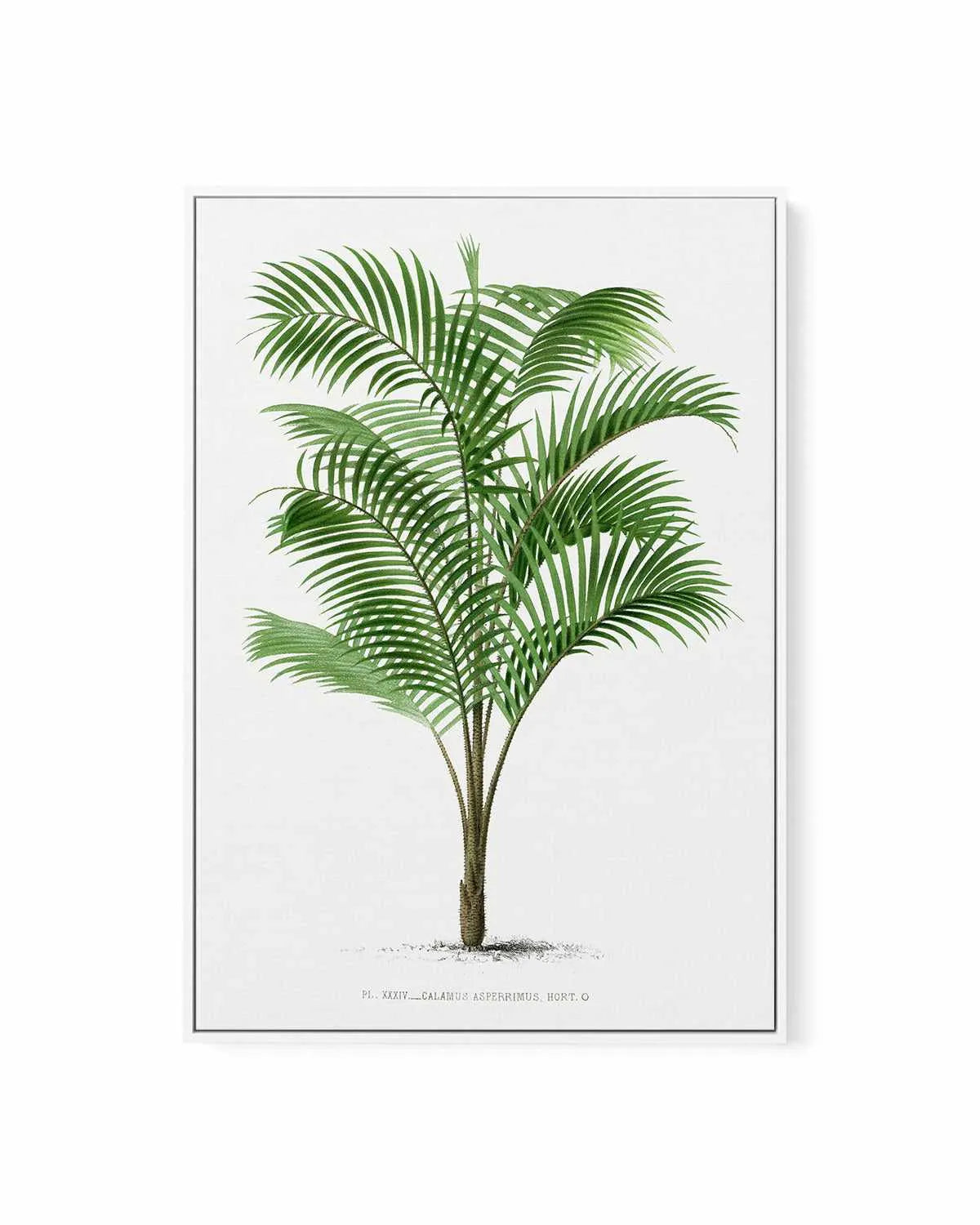 Calamus Asperrimus Vintage Palm Poster | Framed Canvas Art Print from Olive et Oriel where you can shop wallpaper and artworks online