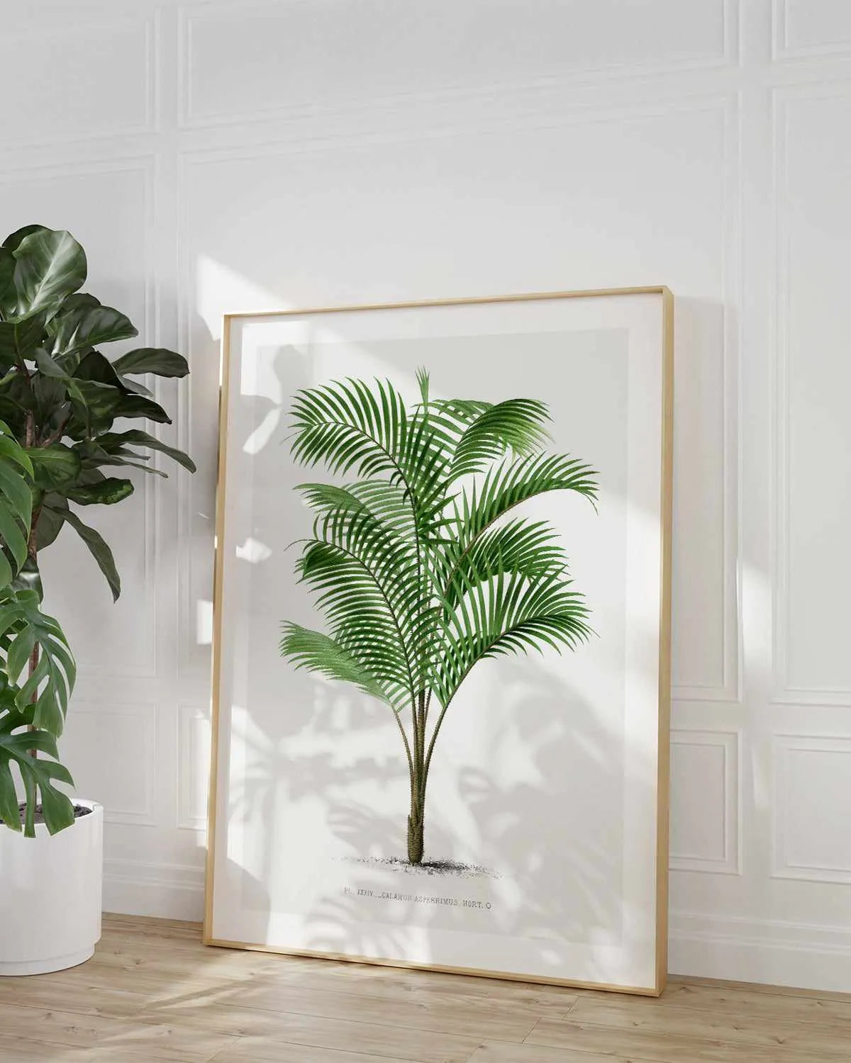 Calamus Asperrimus Vintage Palm Poster Art Print from Olive et Oriel where you can shop wallpaper and artworks online