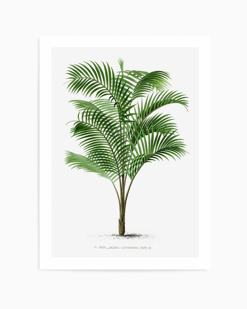 Calamus Asperrimus Vintage Palm Poster Art Print