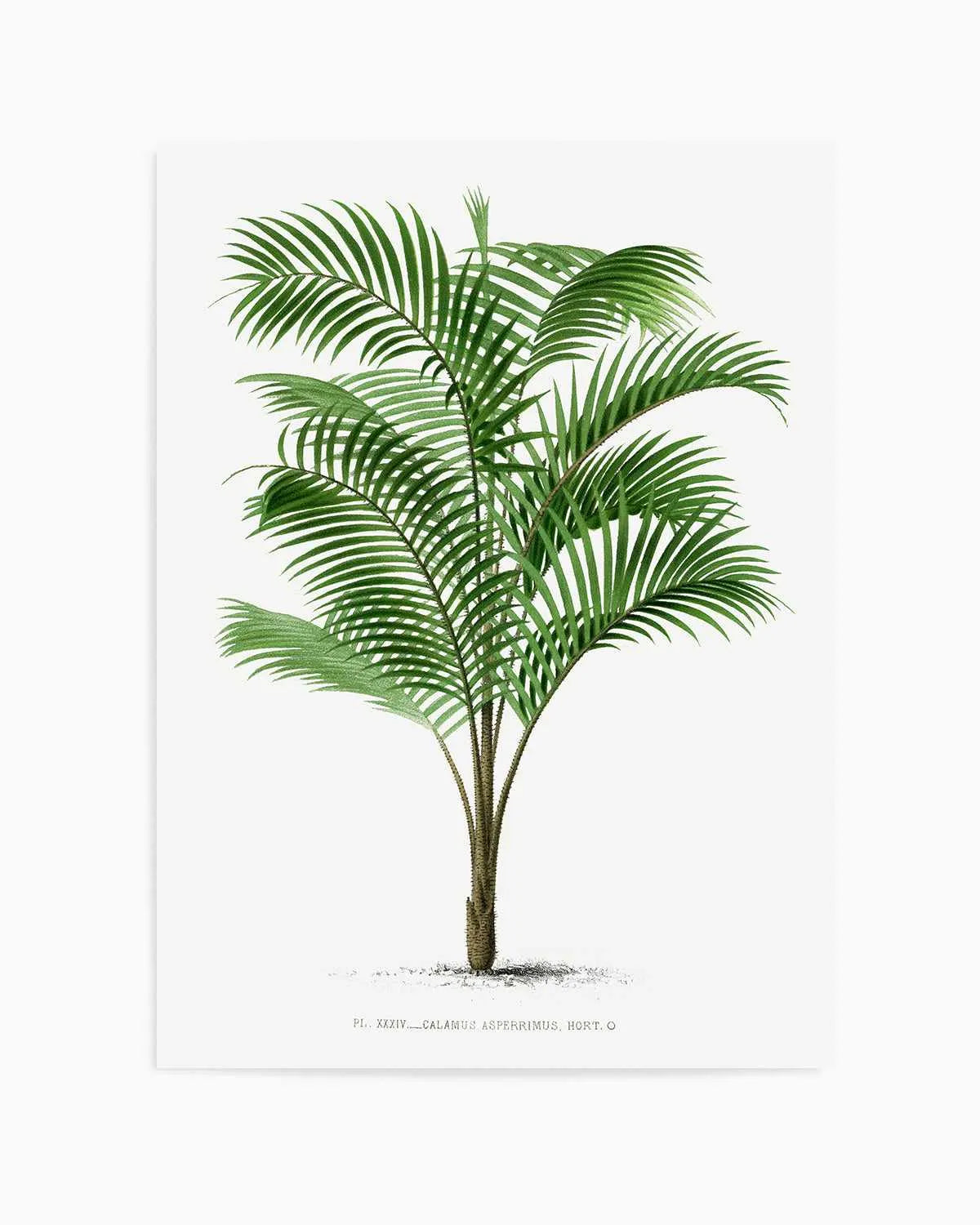 Calamus Asperrimus Vintage Palm Poster Art Print from Olive et Oriel where you can shop wallpaper and artworks online