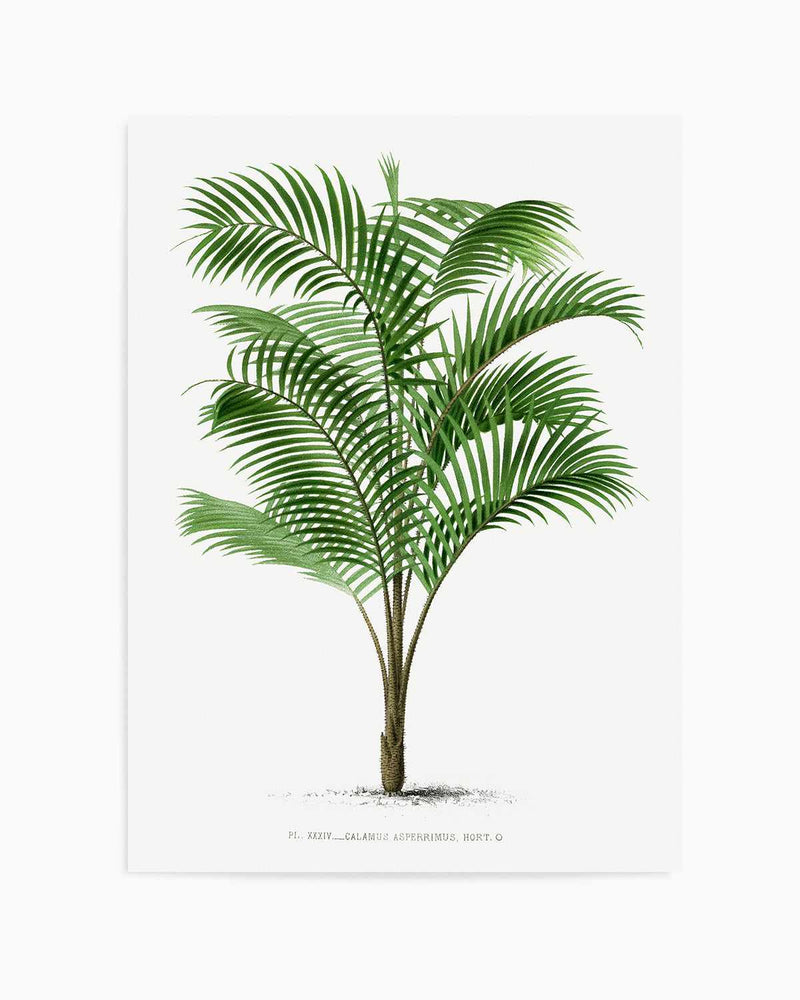 Calamus Asperrimus Vintage Palm Poster Art Print
