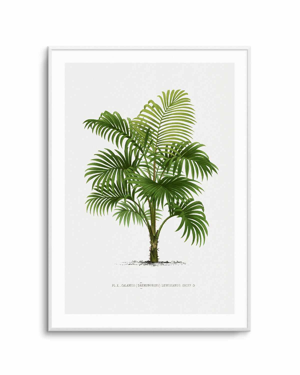 Calamus Lewisianus Vintage Palm Poster Art Print