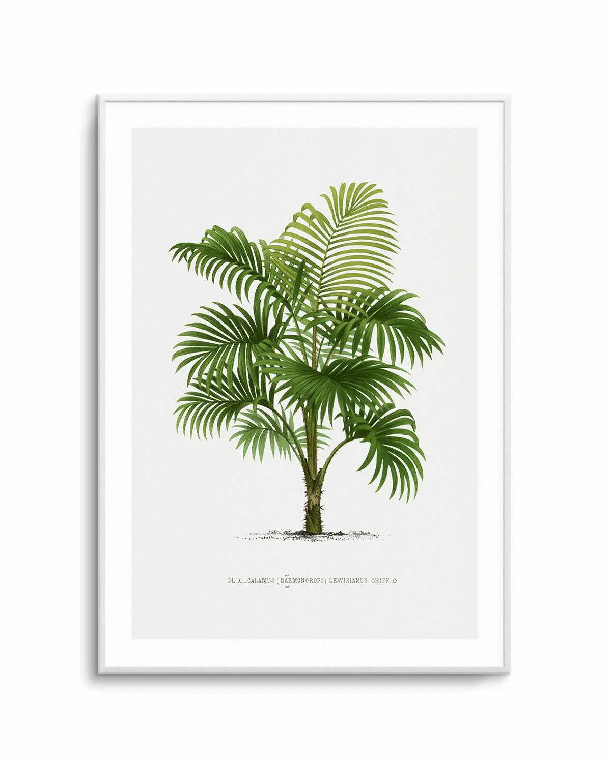 Calamus Lewisianus Vintage Palm Poster Art Print from Olive et Oriel where you can shop wallpaper and artworks online