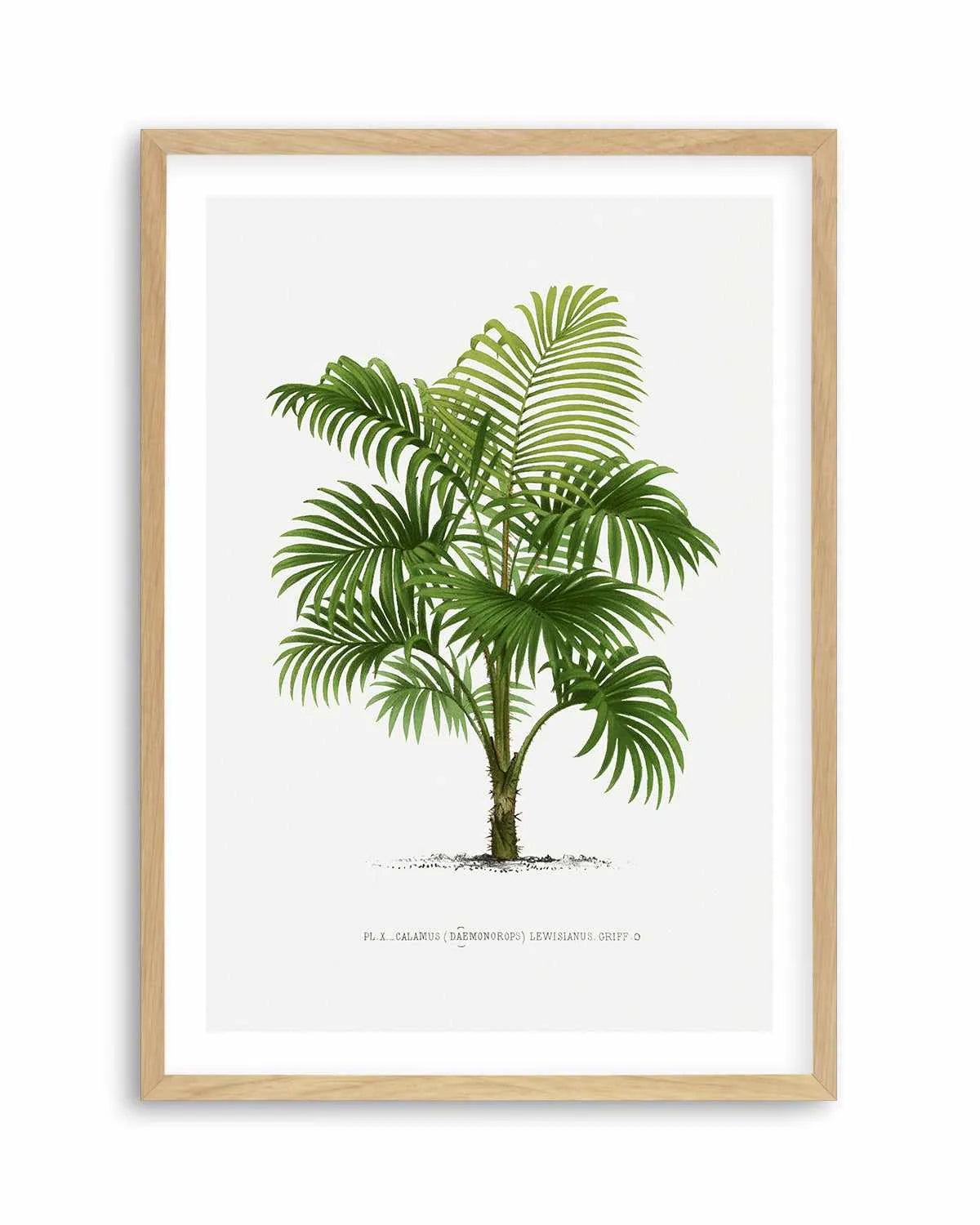 Calamus Lewisianus Vintage Palm Poster Art Print from Olive et Oriel where you can shop wallpaper and artworks online