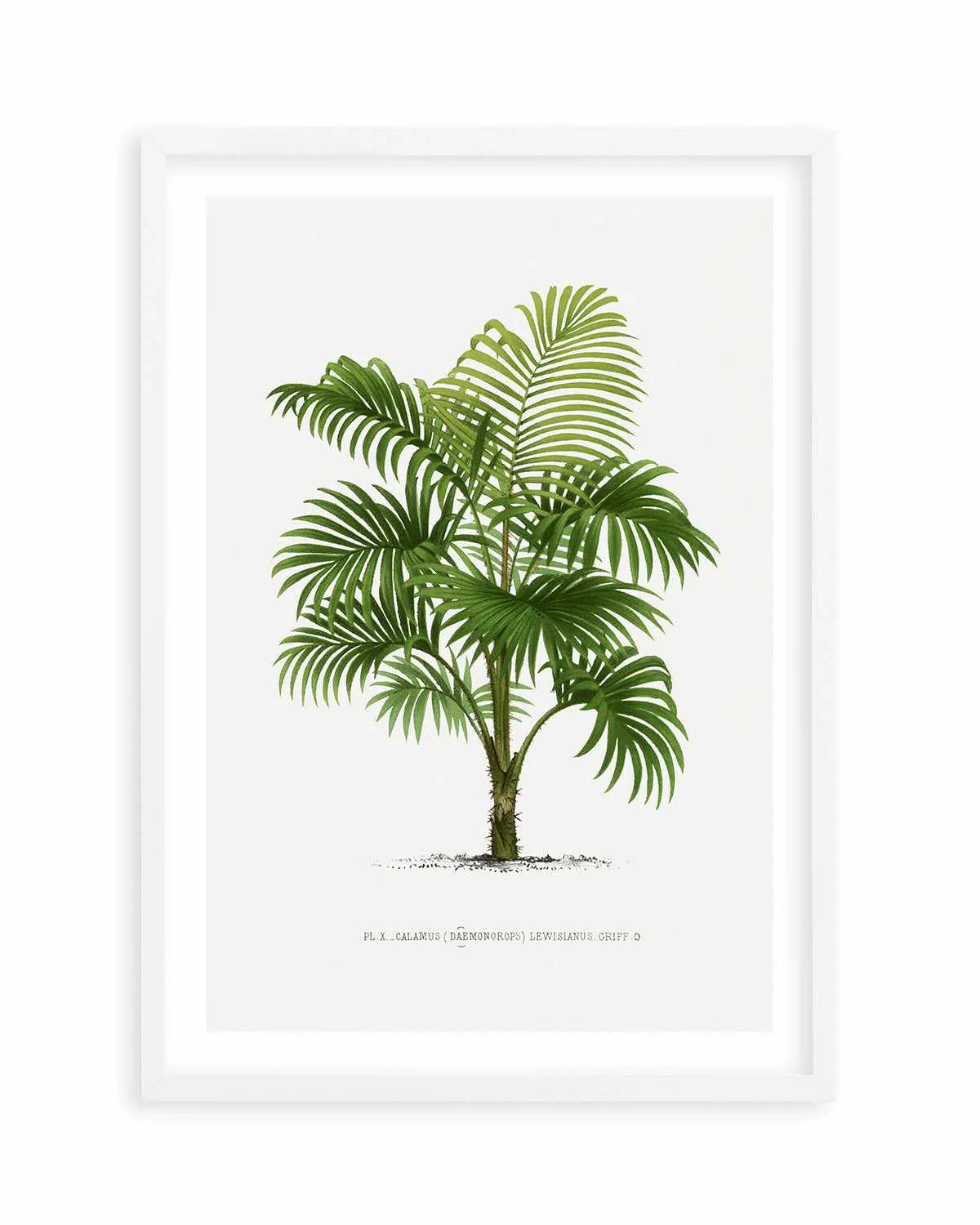 Calamus Lewisianus Vintage Palm Poster Art Print from Olive et Oriel where you can shop wallpaper and artworks online