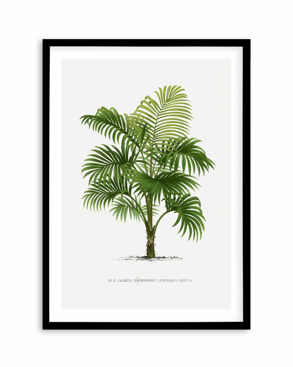 Calamus Lewisianus Vintage Palm Poster Art Print from Olive et Oriel where you can shop wallpaper and artworks online
