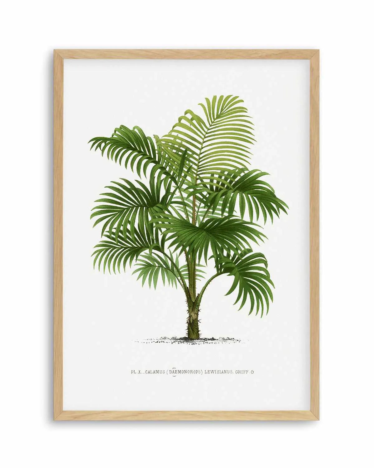 Calamus Lewisianus Vintage Palm Poster Art Print from Olive et Oriel where you can shop wallpaper and artworks online