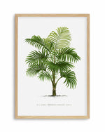 Calamus Lewisianus Vintage Palm Poster Art Print