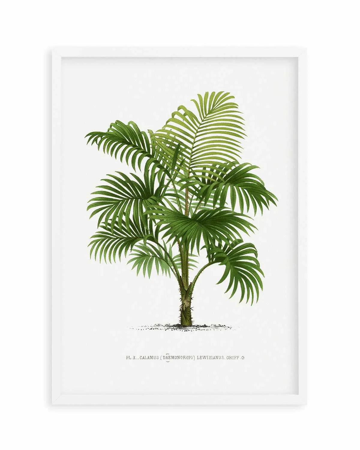Calamus Lewisianus Vintage Palm Poster Art Print from Olive et Oriel where you can shop wallpaper and artworks online