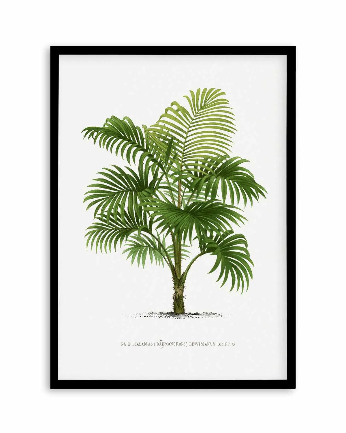 Calamus Lewisianus Vintage Palm Poster Art Print from Olive et Oriel where you can shop wallpaper and artworks online