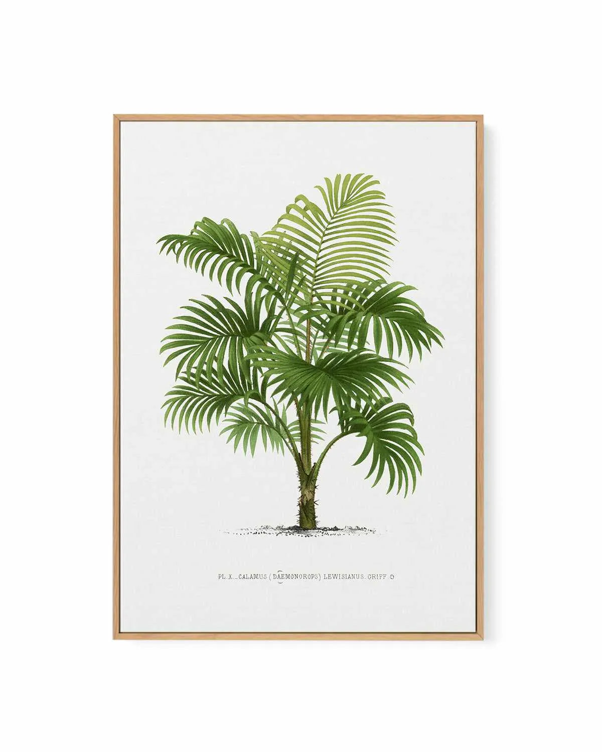 Calamus Lewisianus Vintage Palm Poster | Framed Canvas Art Print from Olive et Oriel where you can shop wallpaper and artworks online