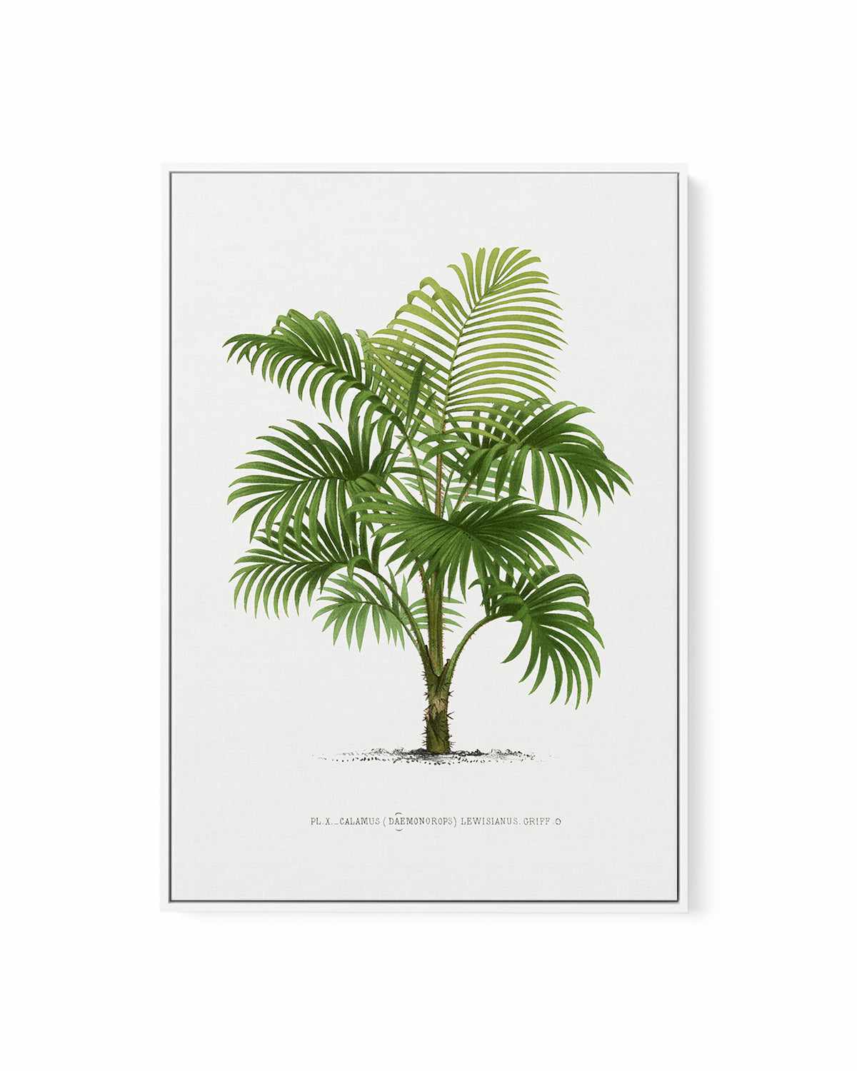 Calamus Lewisianus Vintage Palm Poster | Framed Canvas Art Print