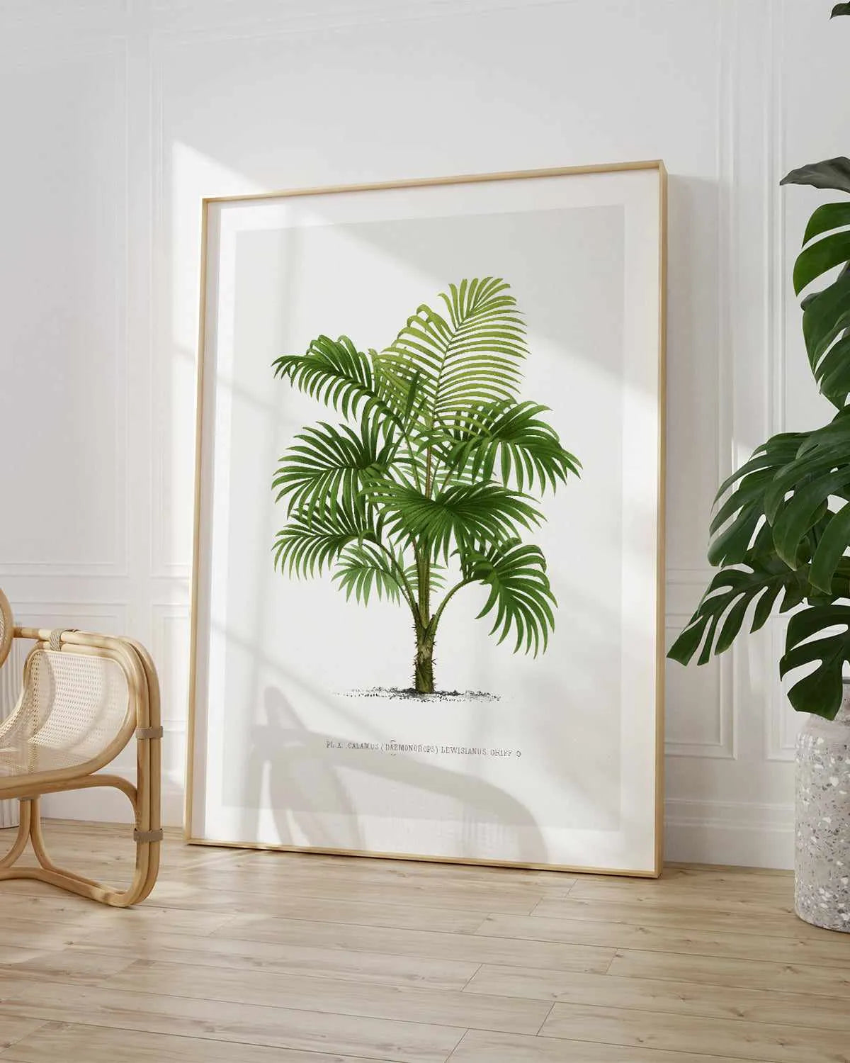 Calamus Lewisianus Vintage Palm Poster Art Print from Olive et Oriel where you can shop wallpaper and artworks online