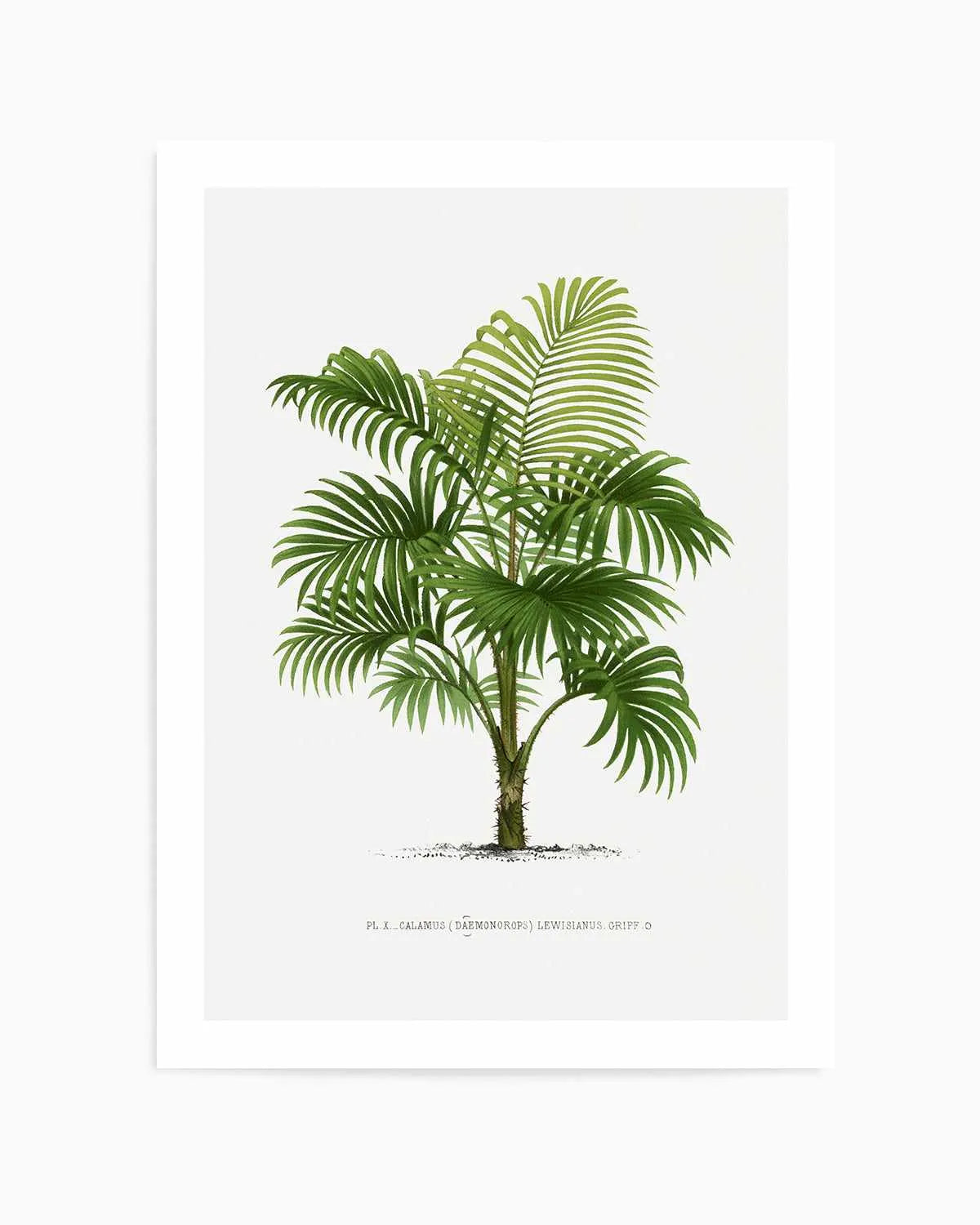 Calamus Lewisianus Vintage Palm Poster Art Print from Olive et Oriel where you can shop wallpaper and artworks online