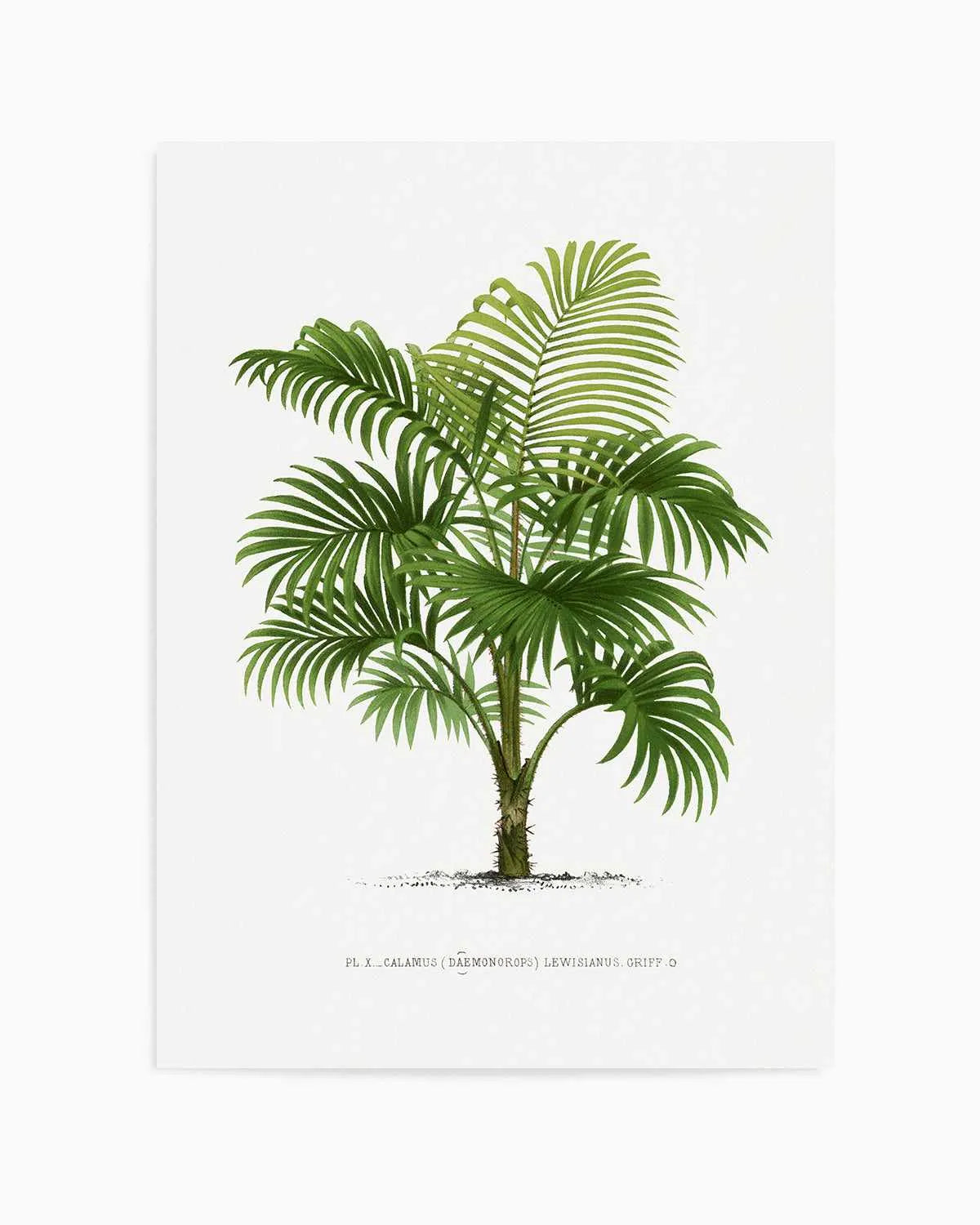 Calamus Lewisianus Vintage Palm Poster Art Print from Olive et Oriel where you can shop wallpaper and artworks online
