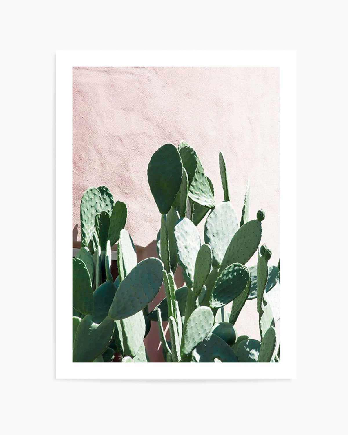 California Cactus II Art Print