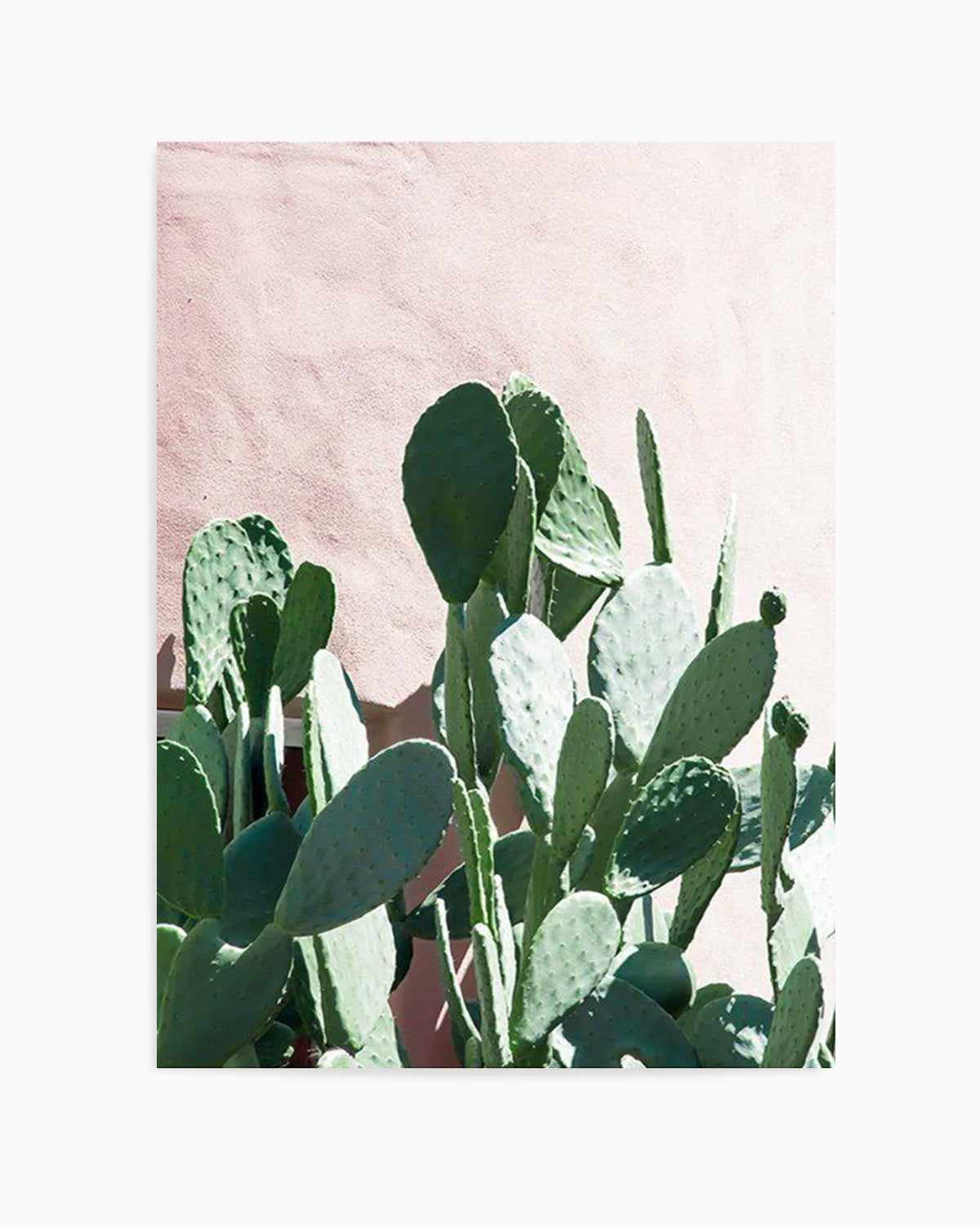 California Cactus II Art Print