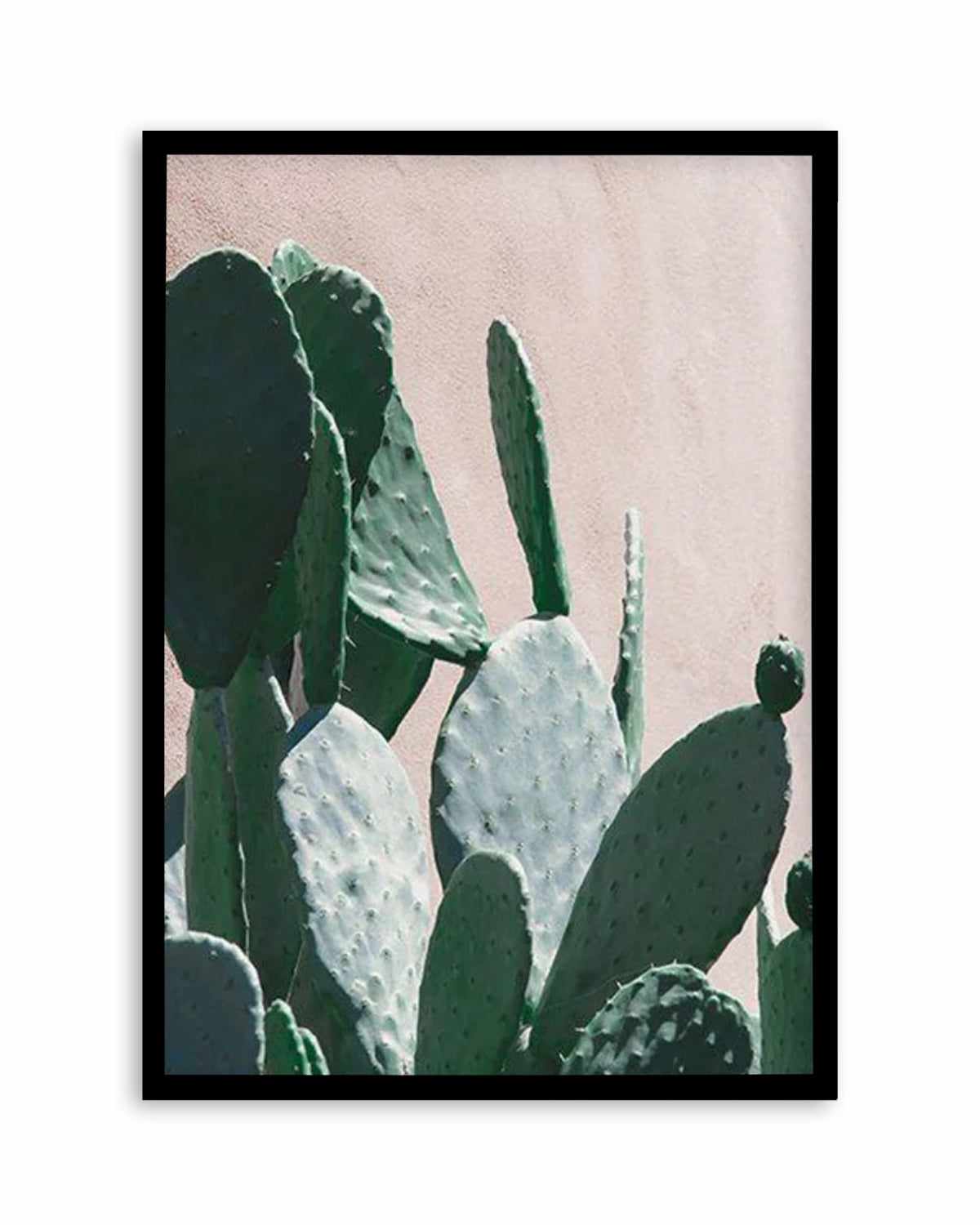 California Cactus III Art Print