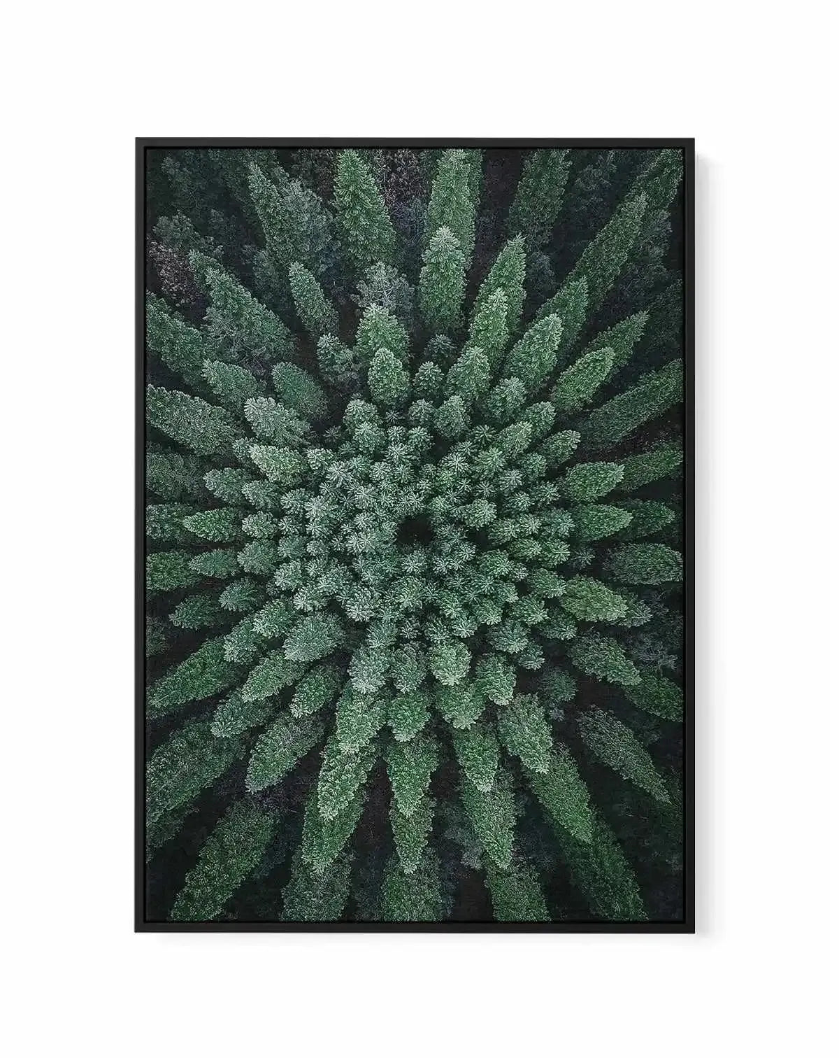 California Circle Trees by Kalen X | Framed Canvas Art Print from Olive et Oriel where you can shop wallpaper and artworks online
