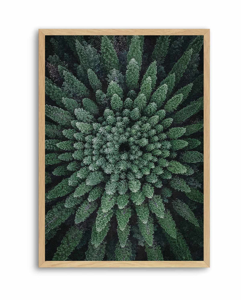 California Circle Trees by Kalen X | Art Print