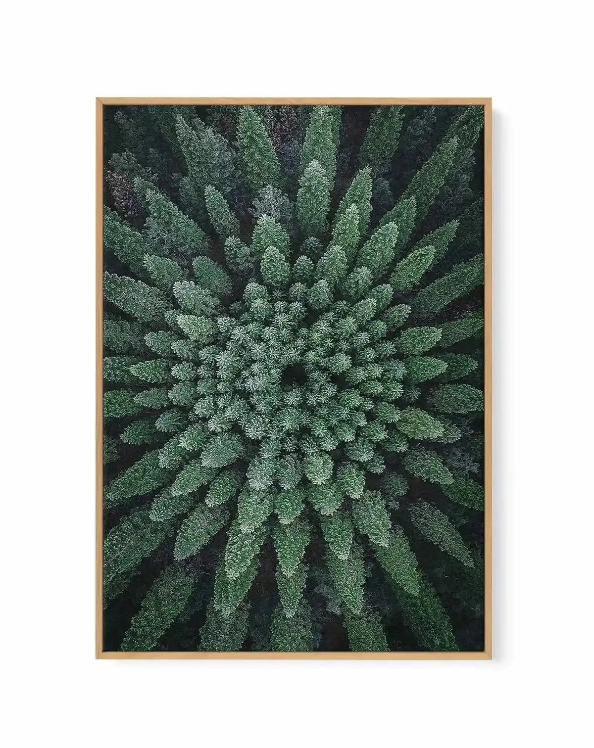 California Circle Trees by Kalen X | Framed Canvas Art Print from Olive et Oriel where you can shop wallpaper and artworks online