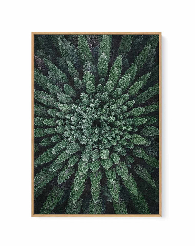 California Circle Trees by Kalen X | Framed Canvas Art Print