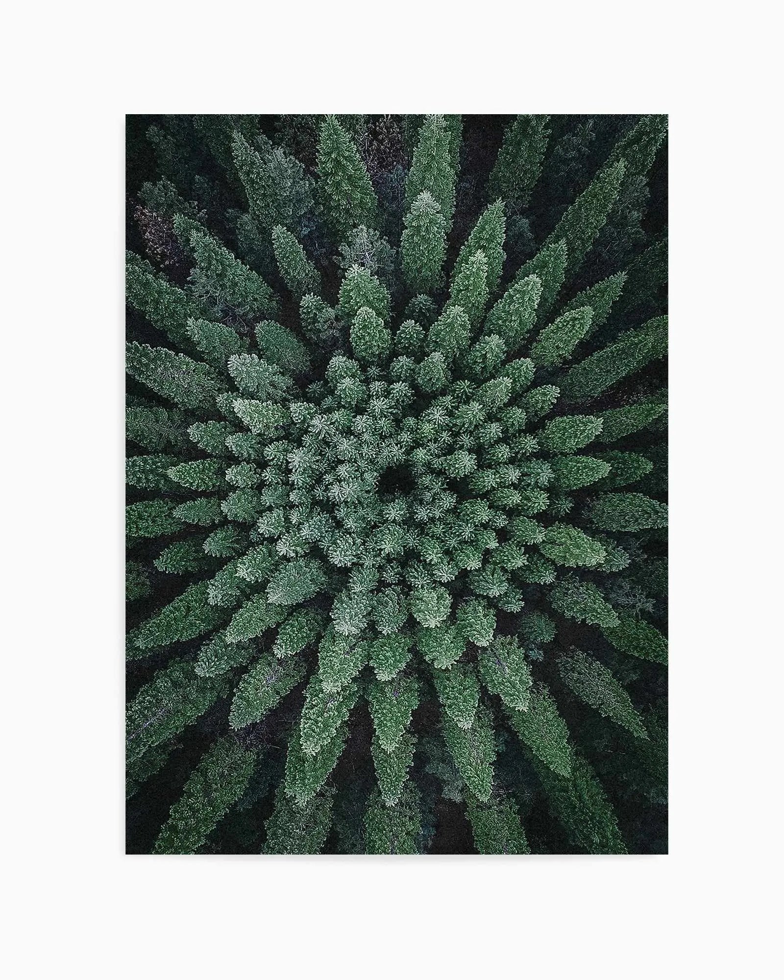 California Circle Trees by Kalen X | Art Print from Olive et Oriel where you can shop wallpaper and artworks online