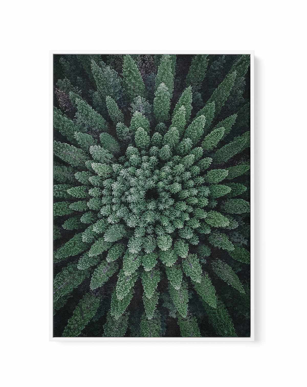 California Circle Trees by Kalen X | Framed Canvas Art Print