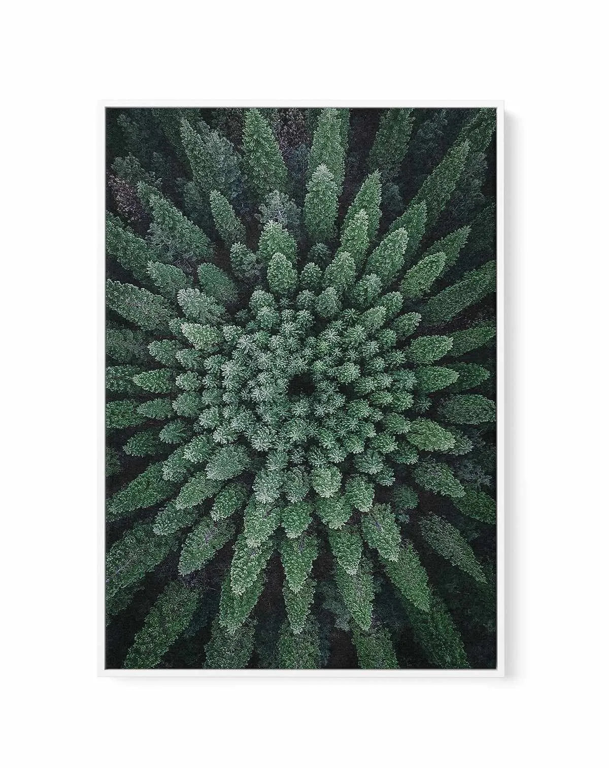 California Circle Trees by Kalen X | Framed Canvas Art Print from Olive et Oriel where you can shop wallpaper and artworks online