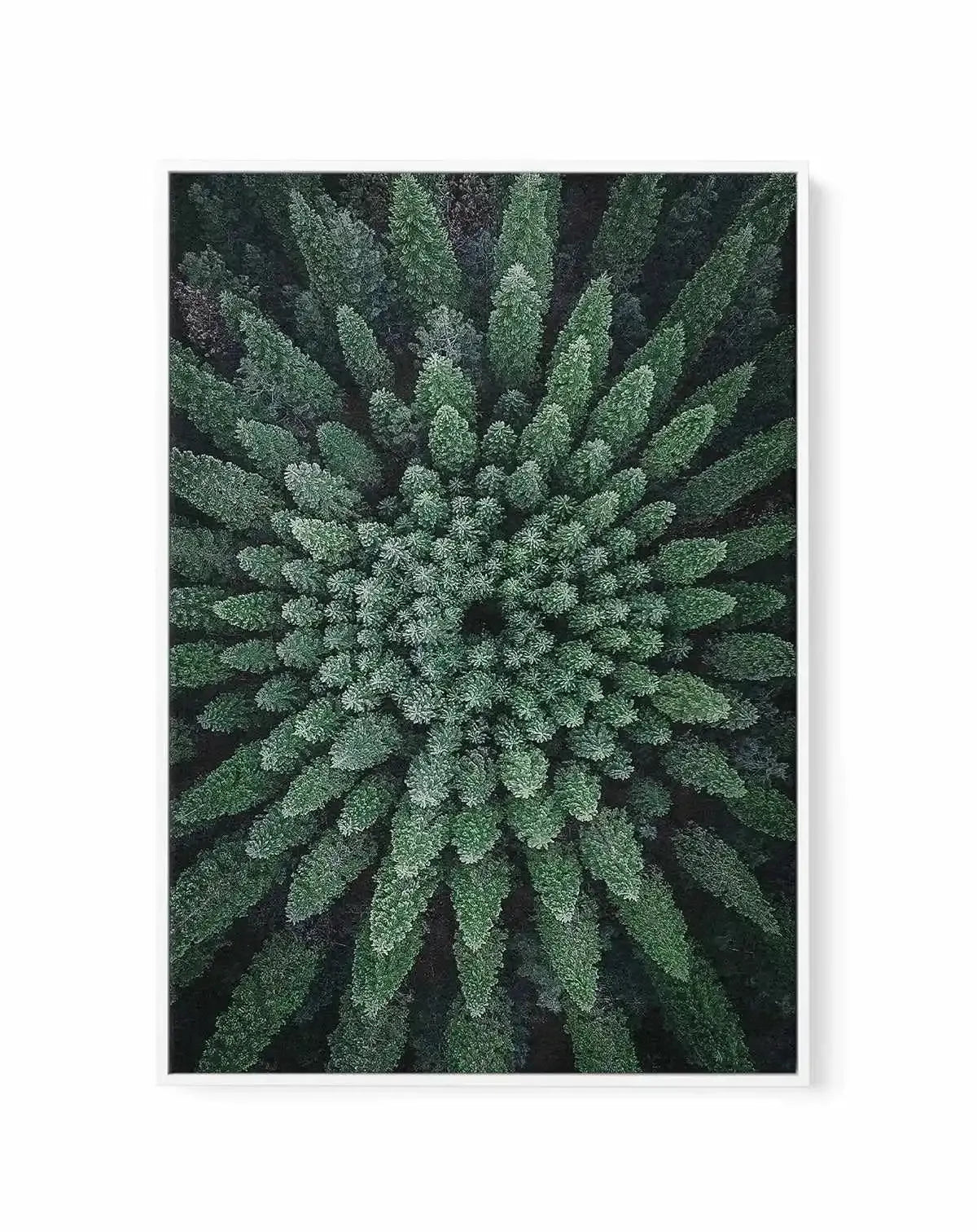 California Circle Trees by Kalen X | Framed Canvas Art Print from Olive et Oriel where you can shop wallpaper and artworks online