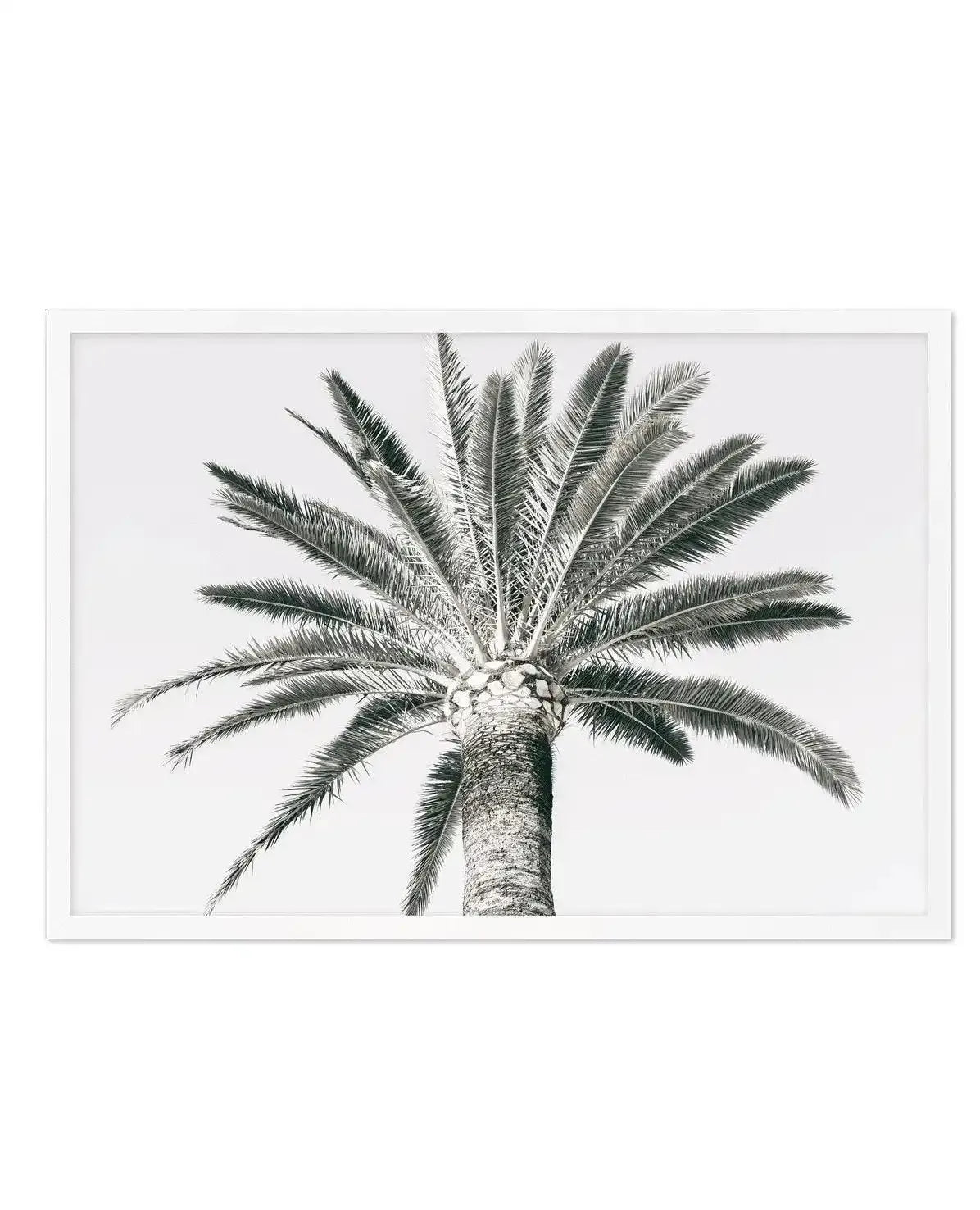Cannes Palm | LS Art Print-PRINT-Olive et Oriel-Olive et Oriel-A5 | 5.8" x 8.3" | 14.8 x 21cm-White-With White Border-Buy-Australian-Art-Prints-Online-with-Olive-et-Oriel-Your-Artwork-Specialists-Austrailia-Decorate-With-Coastal-Photo-Wall-Art-Prints-From-Our-Beach-House-Artwork-Collection-Fine-Poster-and-Framed-Artwork