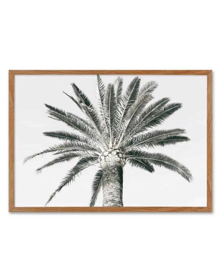 Framed black and white botanical illustration of a palm tree viewed from below, showing the trunk and fronds radiating upward against a white background. The drawing features detailed line work depicting the texture of the bark and the delicate, feathered fronds. The artwork is presented in a natural wood-toned frame with a white border.
